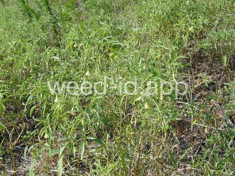 groundcherry, longleaf